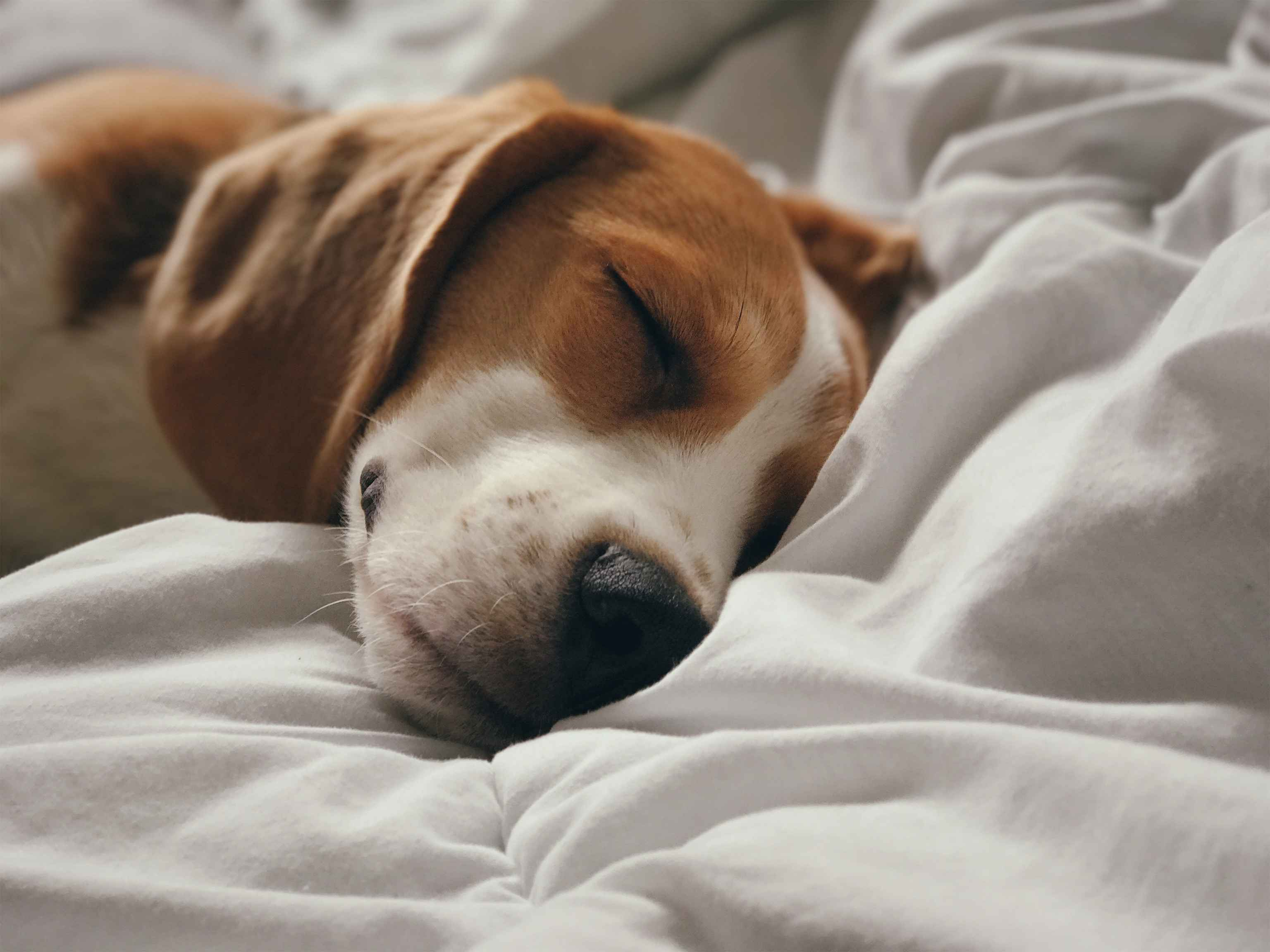 Beagle Skin Problems: Understanding and Treating Common Skin Issues